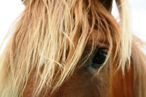 pexels-brenda-timmermans-11680-58897